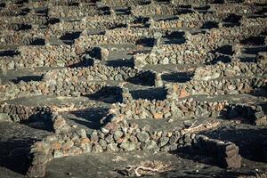 vigneti nel la Geria, lanzarote, canarino isole, Spagna. foto