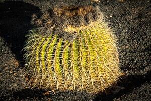 il giro succulento pianta cactus in crescita su un' pietre terra foto