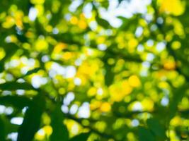 sfocato alberi nel il giardino per un' natura sfondo foto