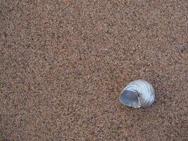 argento conchiglie su sabbia sfondo, copia spazio o sfondo per prodotti foto