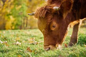 Marrone mucca pascolo su campo con verde erba foto