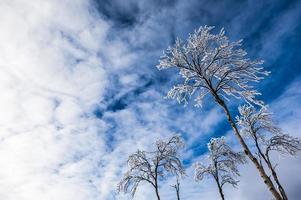 alberi congelati su una montagna foto