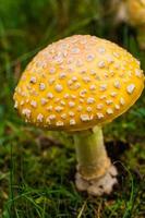 fungo giallo velenoso in natura