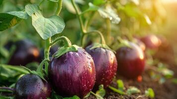 ai generato viola melanzana in crescita nel giardino foto