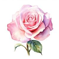 ai generato mano disegnato acquerello pittura di rosa fiore foto