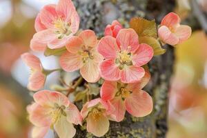 ai generato rosa fiori fioritura su un' albero foto