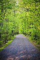 sentiero nella foresta foto