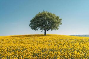 ai generato solitario albero in mezzo Fiore di campo campo foto