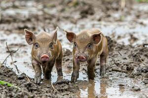 ai generato giovane maiali giocando nel un' fangoso campo su un' soleggiato giorno foto