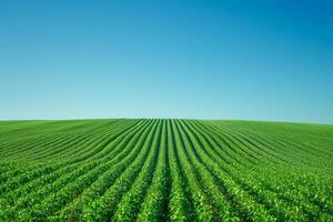 ai generato vasto soia campo con pulito righe sotto un' chiaro blu cielo, cattura il essenza di agricolo scenario. foto