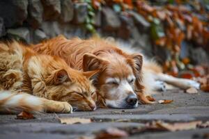 ai generato un' commovente scena di un arancia gatto e un' soffice cane addormentato lato di lato, simboleggiante compagnia e comfort. foto