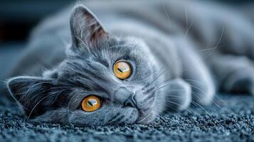 grigio gatto con giallo occhi posa su tappeto foto