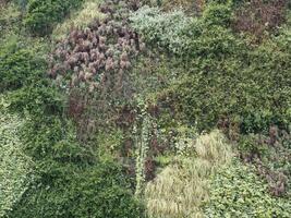 sospeso giardino verticale foresta sfondo foto