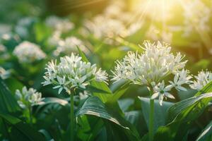 medicinale erbe aromatiche impianti. vicino su di fioritura selvaggio aglio. allium ursinum nel foresta o giardino nel primavera. foto