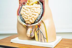 umano pene con intestino nel uomo corpo modello anatomia per medico formazione corso, insegnamento medicina formazione scolastica. foto