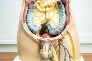 umano pene con intestino nel uomo corpo modello anatomia per medico formazione corso, insegnamento medicina formazione scolastica. foto