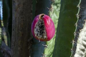 vicino su di spinoso Pera cactus frutta foto