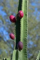 vicino su di cactus frutta su albero. foto