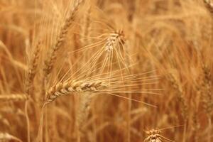 vicino su su d'oro Grano campo o riso orzo azienda agricola foto