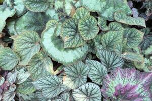 superiore Visualizza vario begonia le foglie sfondo foto