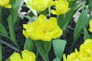 tulipani fiore bellissimo nel giardino pianta foto