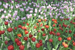 tulipani fiore bellissimo nel giardino pianta foto