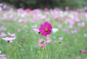 campo di colorato cosmo fiori foto