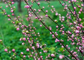 primo piano del fiore di ciliegia foto