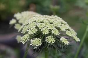 il fiorito carote nel il famiglia giardino foto