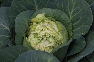 un' cavolo mangiato di selvaggio roditori nel il biologico giardino foto