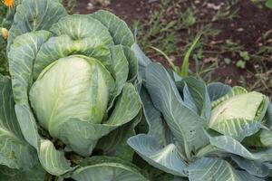 vicino su tiro di un' cavolo nel il biologico giardino foto