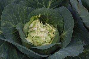 un' cavolo mangiato di selvaggio roditori nel il biologico giardino foto