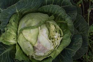 un' cavolo mangiato di selvaggio roditori nel il biologico giardino foto