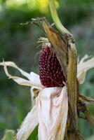 pannocchia di rosso fragola Mais su il pianta foto