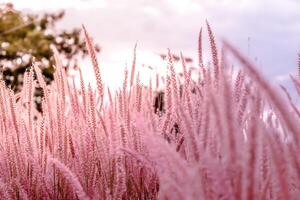 sfocato, fiore di erba selvatica fiore, bella crescita e fiori sul prato su sfondo rosa pastello soft focus foto