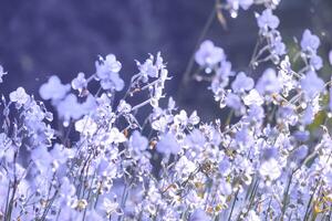 fiore sfocato, viola sul campo. bella crescita e fiori sul prato che sbocciano al mattino, messa a fuoco selettiva della natura su sfondo bokeh, stile vintage foto