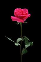 rosa rosa su sfondo nero foto