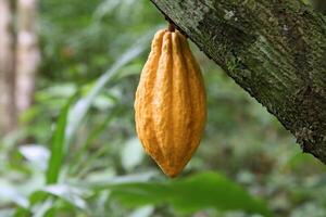 cacao raccogliere nel belem fare parà, brasile foto