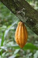 cacao raccogliere nel belem fare parà, brasile foto