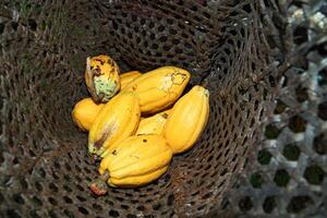 cacao raccogliere nel belem fare parà, brasile foto