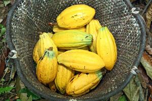 cacao raccolto nel il cestino visto a partire dal sopra foto