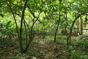 foresta dove il selvaggio cacao piantagione è collocato foto