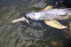 grigio delfino, amichevole mammifero quello esiste nel quantità nel il tocantine fiume nel belem fare parà, brasile foto