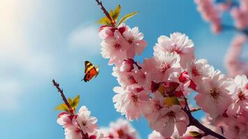 rami di fioritura ciliegia su un' sfondo di blu cielo e farfalle. rosa sakura fiori nel primavera. . foto