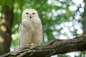 un' bianca gufo arroccato su un' albero ramo nel il foresta. foto