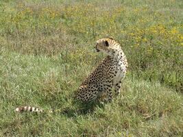 gepard nel ngorongoro cratere seduta nel prateria foto