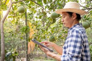 biologico agricoltura, frutta azienda agricola. agricoltori ricontrollare qualità disco su applicazione su tavoletta. pomelo crescere naturalmente, ecologico biologico, sano, tecnologia, non tossico, raccolto, scientifico , accademico foto