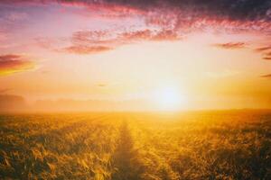 Alba nel un agricolo campo con nebbia e d'oro segale coperto con rugiada su un presto estate mattina. estetica di Vintage ▾ film. foto