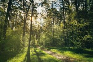 tramonto o alba nel un' pino foresta nel primavera o presto estate. il sole illuminante il giovane primavera fogliame. estetica di Vintage ▾ film. foto