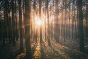 raggi di sole illuminante il tronchi di pino alberi a tramonto o Alba nel un presto inverno pino foresta. estetica di Vintage ▾ film. foto